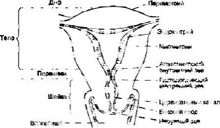 Фронтальный разрез матки (схема)