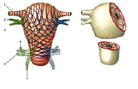 Расположение мышечных слоёв матки (схема)