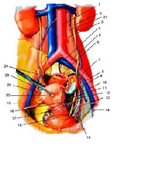 Артерии тазовых органов