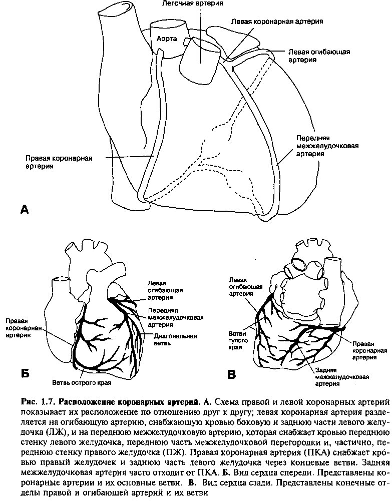 Коронарные сосуды сердца схема