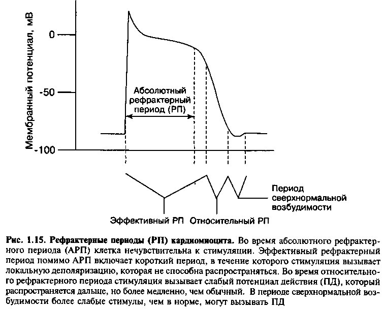 Эффективный период. Период абсолютной рефрактерности. Период абсолютной рефрактерности у миокарда. Эффективный рефрактерный период сердца это. Рефрактерные периоды кардиомиоцита.