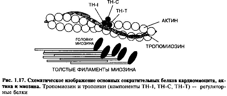 Актин входит в состав. Строение актина и миозина. Структура актина и миозина. Взаимодействие актина и миозина структура. Актин и миозин схема.