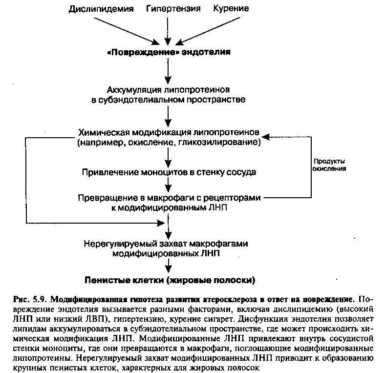 Теории развития атеросклероза. Патогенез атеросклероза. Теории развития атеросклероза.. Патогенез атеросклероза патофизиология схема. Патогенез атеросклероза патофизиология. Моноклональная теория атеросклероза схема патогенеза.